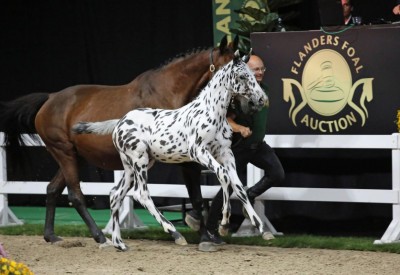 Flanders’ hype C-Bra van het Bokt sold to the Emirates for €402,000