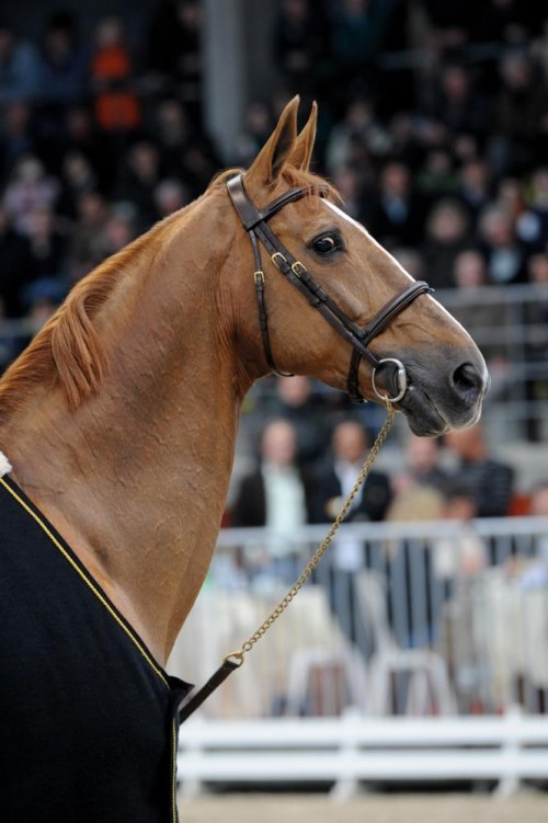 Baloubet du Rouet