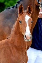lazutilordanos-contender-39.jpg