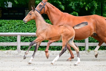 paard-0013407.jpg