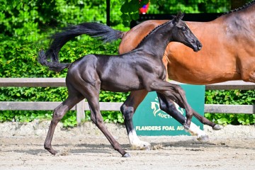 paard-0023226-g.jpg