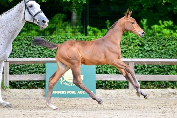 paard-0023558.jpg