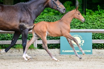 paard-0033658.jpg