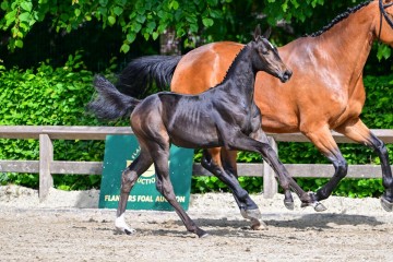 paard-0053628.jpg