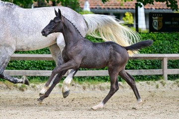 paard-0063991.jpg