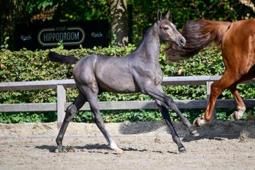 paard-0067519.jpg