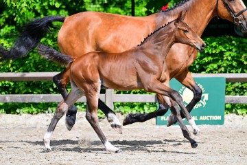 paard-0073883.jpg