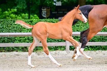 paard-0074066.jpg