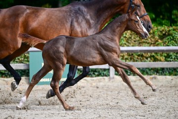 paard-0077618.jpg