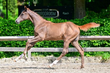 paard-0084004.jpg
