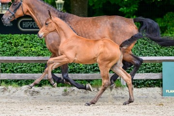 paard-0084187.jpg