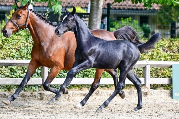 paard-0087731.jpg