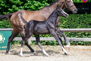 paard-0092778web.jpg