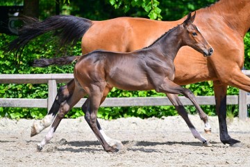 paard-0094119.jpg