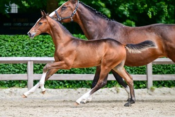 paard-0094281.jpg