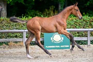 paard-0097824.jpg