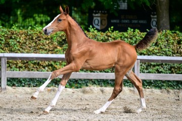 paard-0107966.jpg
