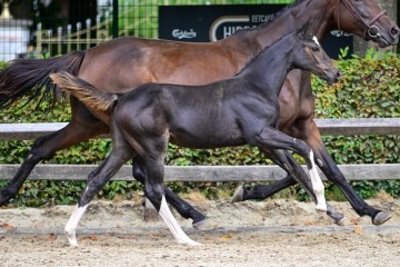 paard-0118075.jpg