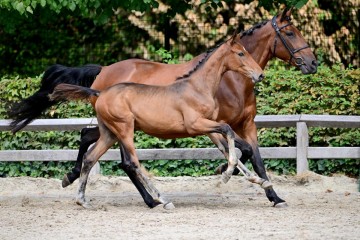 paard-0128152.jpg