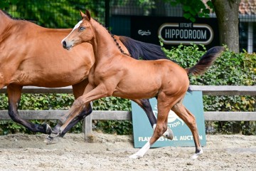 paard-0138296.jpg