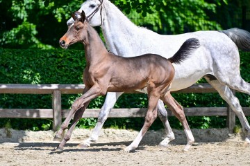 paard-0144787.jpg