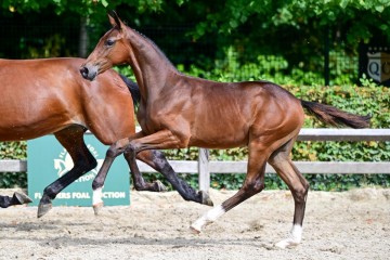 paard-0148372.jpg
