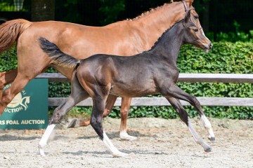 paard-0153296web.jpg
