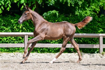 paard-0154866.jpg