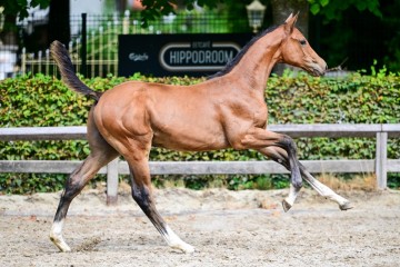paard-0158447.jpg