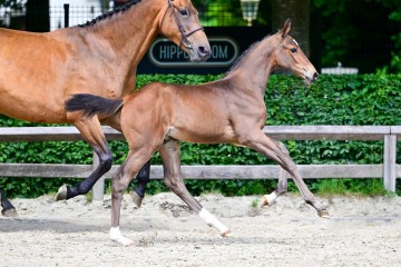 paard-0164968.jpg