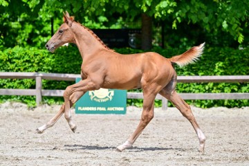 paard-0165034.jpg