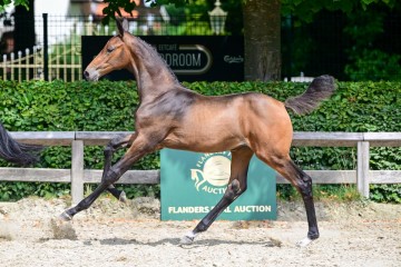 paard-0173488web.jpg