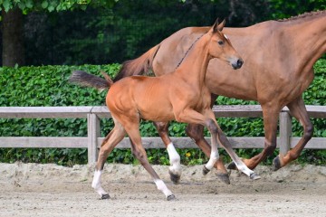 paard-0175047.jpg
