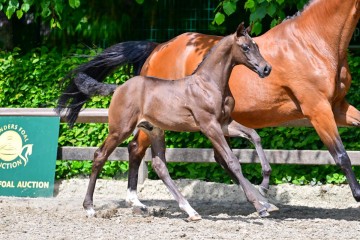 paard-0175104.jpg