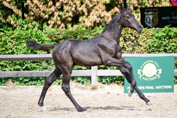 paard-0178608.jpg