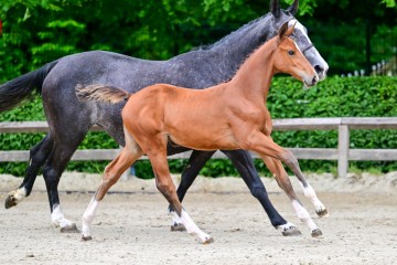 paard-0185142.jpg