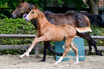 paard-0188704.jpg