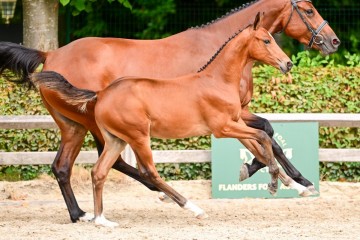 paard-0198808.jpg