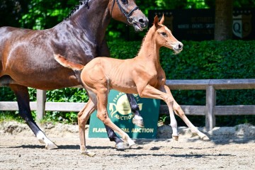 paard-0205329.jpg