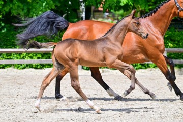 paard-0205565.jpg
