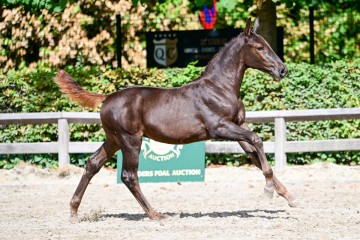 paard-0208908.jpg