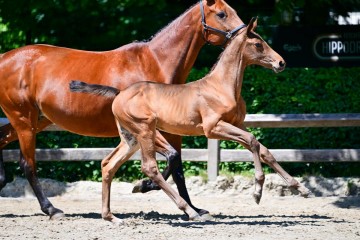paard-0215409.jpg