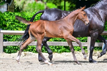paard-0215595.jpg