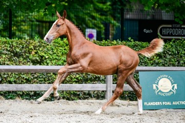 paard-0219016.jpg