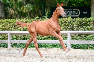 paard-0229087.jpg