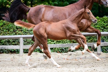 paard-0239206.jpg