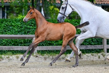 paard-0245692.jpg