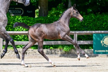 paard-0245920.jpg