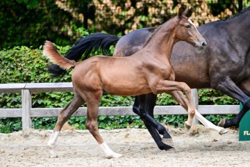 paard-0249286.jpg