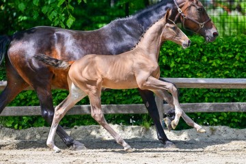 paard-0256061.jpg